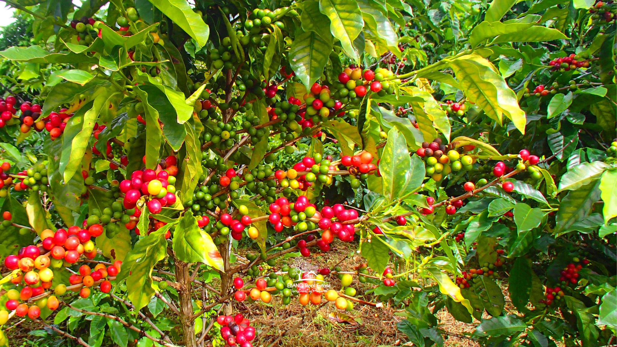 Boquete, tierra del cafe Geisha